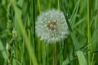 Pusteblume