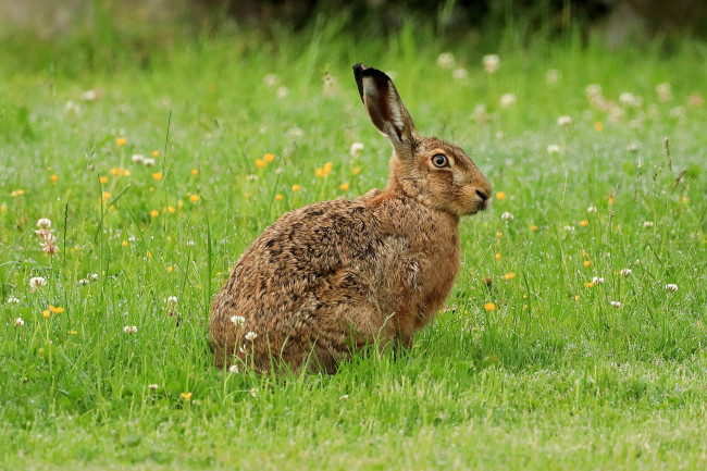 Harry, der Osterhase